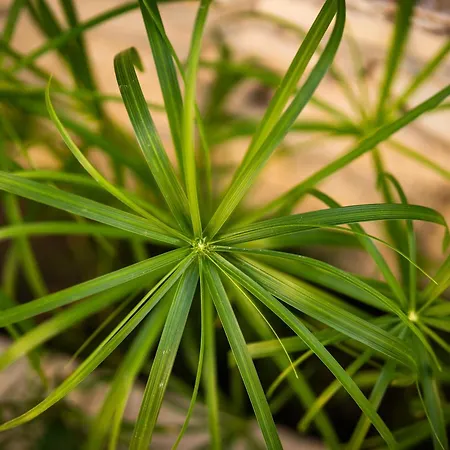 Maison d'hôtes Kanela 4*