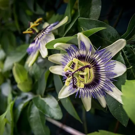 Pensiune Kanela